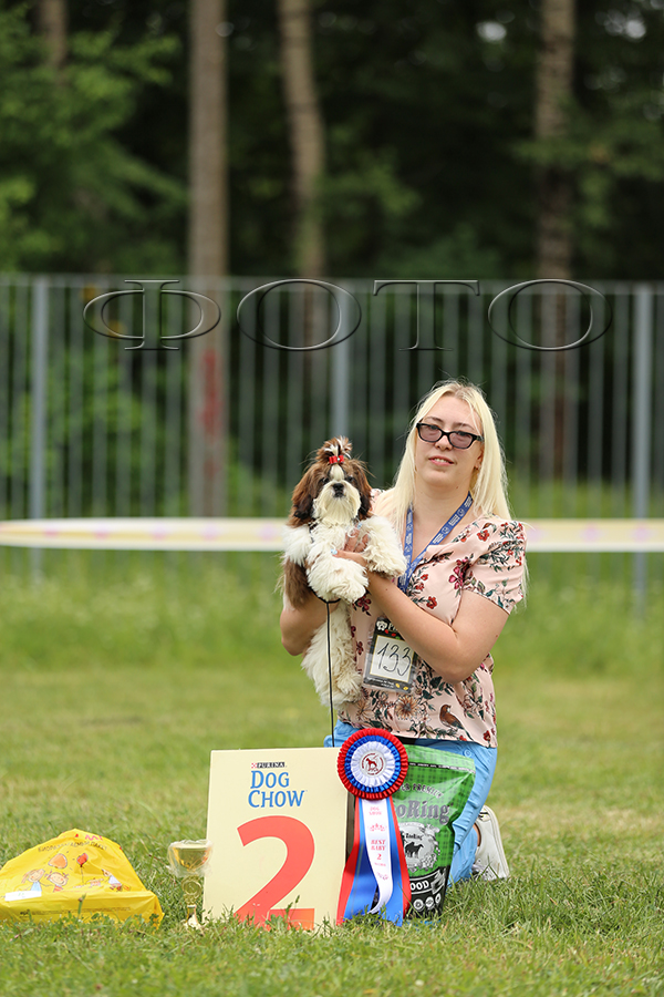 Выставка собак Звездный пес МКЦ РУСЬ Королев